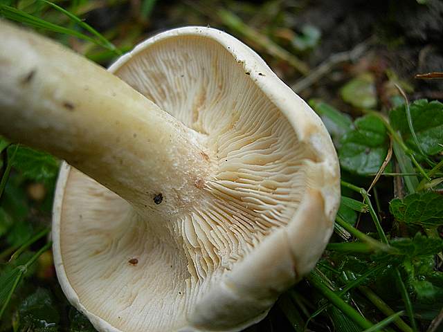 Caresta...penuria e tempi duri.....